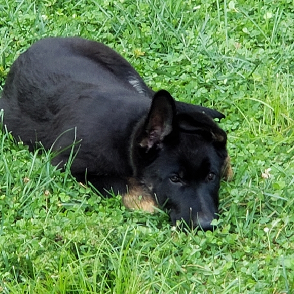 Meet your Posher Merlin aka Cheryl - Picture 4 of 12